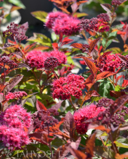 Tuotekuva double_play_doozie_japaninangervo