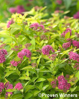 Tuotekuva-DOUBLE PLAY® GOLD KELTAJAPANINANGERVO