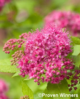 Tuotekuva-DOUBLE PLAY® GOLD KELTAJAPANINANGERVO