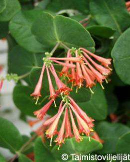 Tuotekuva-DROPMORE SCARLET TULIKUUSAMA