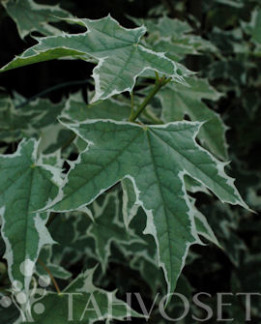 Tuotekuva-DRUMMONDII KIRJOVAAHTERA