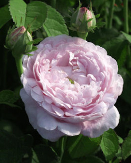 Tuotekuva-DUCHESSE DE MONTEBELLO RANSKANRUUSU