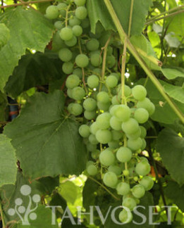 Tuotekuva-EDELWEISS AITOVIINIKÖYNNÖS