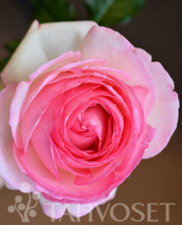 Tuotekuva-EDEN ROSE 85 RUUSU