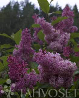 Tuotekuva-ELINOR ISABELLANSYREENI