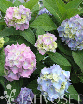 Tuotekuva-THE ORIGINAL® JALOHORTENSIA