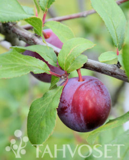 Tuotekuva-EURAZIA LUUMU