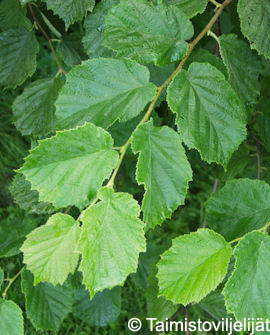 Tuotekuva-EUROOPANPÄHKINÄPENSAS