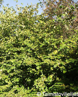 Tuotekuva-EUROOPANPÄHKINÄPENSAS