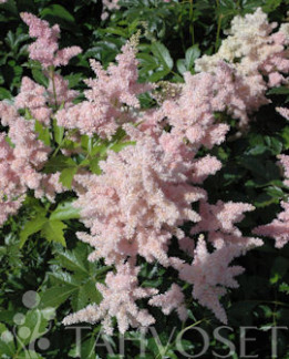 Tuotekuva-EUROPA JAPANINJALOANGERVO