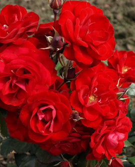 Tuotekuva-EUROPEANA RUUSU