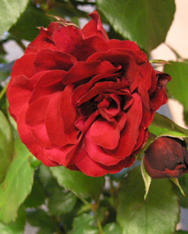 Tuotekuva-EUROPEANA RUUSU