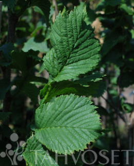 Tuotekuva-EXONIENSIS KARTIOJALAVA