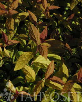 Tuotekuva-FIRELIGHT KELTAJAPANINANGERVO