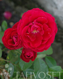 Tuotekuva-FLAMMENTANZ KÖYNNÖSRUUSU