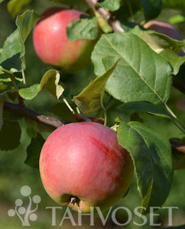 Tuotekuva-GITA OMENA