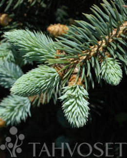 Tuotekuva-GLAUCA GLOBOSA PALLOHOPEAKUUSI