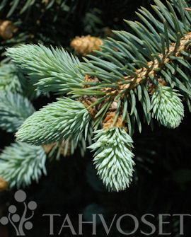 Tuotekuva-GLAUCA GLOBOSA PALLOHOPEAKUUSI