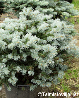 Tuotekuva-GLAUCA GLOBOSA PALLOHOPEAKUUSI