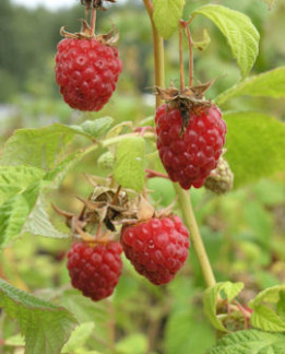 Tuotekuva-GLEN AMPLE VADELMA