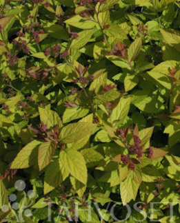 Tuotekuva-GOLDEN PRINCESS KELTAJAPANINANGERVO