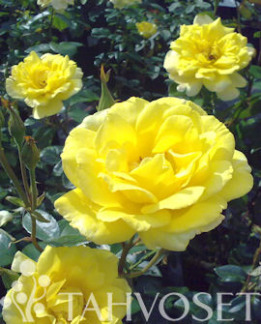 Tuotekuva-GOLDEN SHOWERS KÖYNNÖSRUUSU