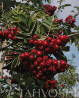 Tuotekuva-GRANATNAJA MARJAPIHLAJA