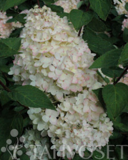 Tuotekuva-GRANDIFLORA SYYSHORTENSIA