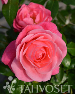 Tuotekuva-GRANDMA'S BLESSING RUUSU