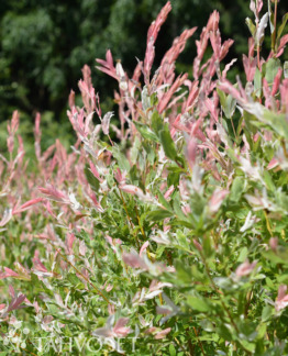 Tuotekuva hakuropaju