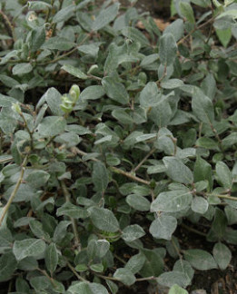 Tuotekuva-HALTIA PALJAKKAPAJU FinE