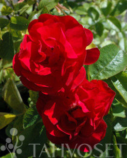 Tuotekuva-HANSALAND RUUSU