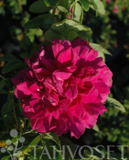 Tuotekuva-HANSARUUSU