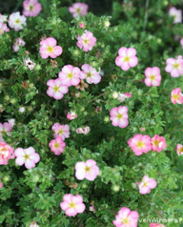 Tuotekuva-HAPPY HEARTS™ PINK STAR PENSASHANHIKKI