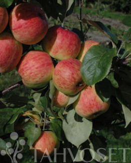 Tuotekuva-HARLAMOVSKI OMENA