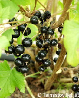 Tuotekuva-HEDDA MUSTAHERUKKA