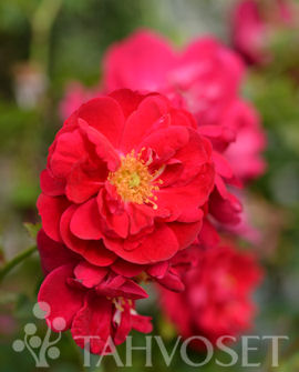 Tuotekuva-HENRY KELSEY KÖYNNÖSRUUSU