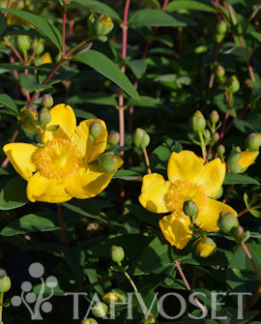 Tuotekuva-HIDCOTE PENSASKUISMA