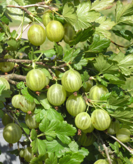 Tuotekuva hinnonmaen_keltainen_karviainen_fine