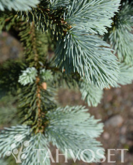 Tuotekuva-HOOPSII HOPEAKUUSI