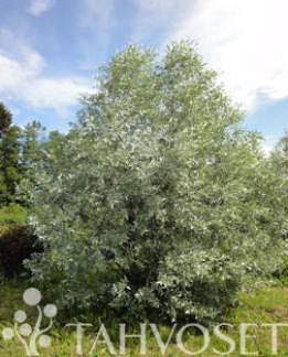 Tuotekuva-HOPEASALAVA (HOPEAPAJU)