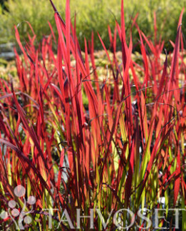 Tuotekuva-HURMESILKKIHEINÄ