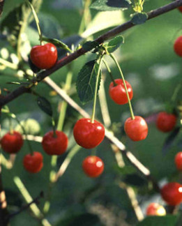 Tuotekuva-HUVIMAJAN KUULASMARJA FinE KIRSIKKA