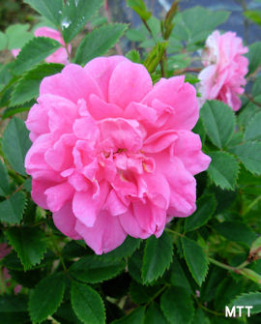 Tuotekuva-ILO PUISTORUUSU FinE