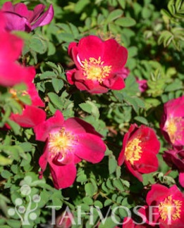 Tuotekuva-ILONA® TOVE JANSSON TARHAPIMPINELLARUUSU FinE