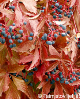 Tuotekuva-IMUKÄRHIVILLIVIINI