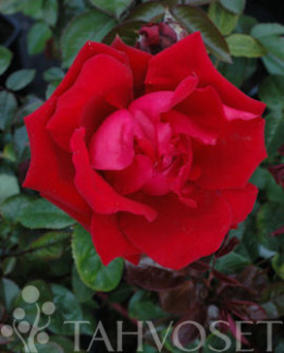 Tuotekuva-INGRID BERGMAN RUUSU