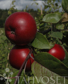 Tuotekuva-JASPI OMENA