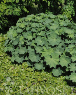 Tuotekuva-JÄTTIPOIMULEHTI