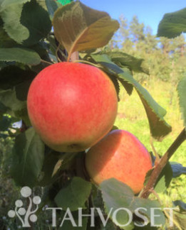 Tuotekuva-JUBILJAR OMENA